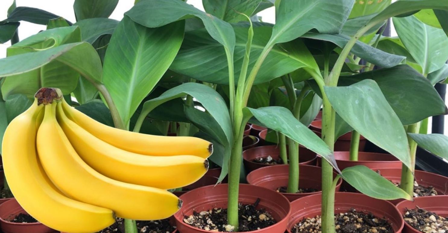 Вырастить банан из покупного банана. Семена бананового дерева. Банан комнатный. Банан из косточки. Банан из семян.